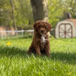 Goldendoodle Puppies from Mini Island Doodles