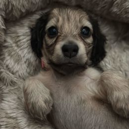 Pumkin' - Cream female Dachshund puppy in Minnesota from Scarletson Dachshunds