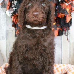 Wanda - Chocolate Labradoodle puppy in Lanexa, Virginia from Lees Reach Farm