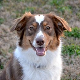 Daisy Mae - Red tri-color female Australian Shepherd puppy in Locust Grove, Oklahoma from Cobler Farms