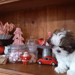 Shih Tzu Puppies from Tiny Bubbles Shih Tzus