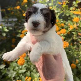 Dior - Parti female Miniature Schnauzer puppy in Silver Creek, Mississippi from Mamie’s Minis, LLC