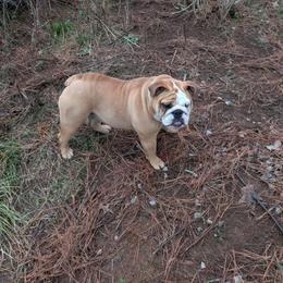 Bulldog and French Bulldog All Grown Up from Rathbone Bulldogs