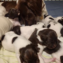 Kleine Munsterlander Puppies from Prairie State Kennel