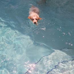 Goldendoodle Puppies from Costa's Curly Canines
