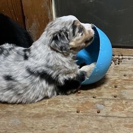 Australian Shepherd Puppies from 4H Aussies