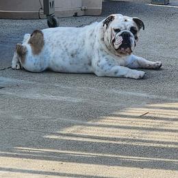 Darla - White female Bulldog puppy in Hillsdale County, Michigan from KZ Bullies LLC
