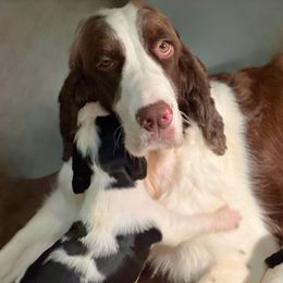 Tansi - English Springer Spaniel