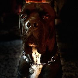 Cane Corso Puppies from JSM Corsos