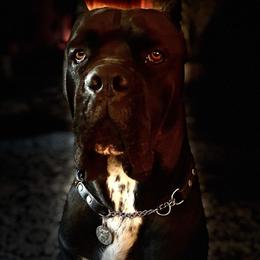 Cane Corso Puppies from JSM Corsos