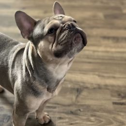 French Bulldogs from Baros Kennel