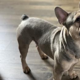 French Bulldogs from Baros Kennel