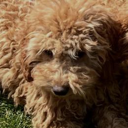 Cali - Cavapoo