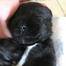 Miniature Schnauzer Puppies from Pamela Aumueller