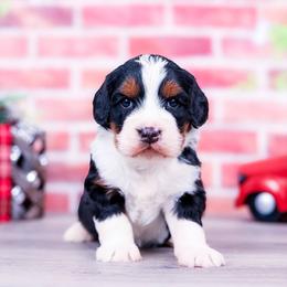 3rd Choice - Male - Tri-color male Bernedoodle puppy in Arthur, Illinois from Central Illinois Bernedoodles