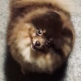 Chanel - Pomeranian
