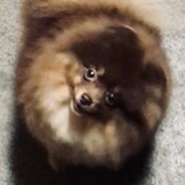 Chanel - Pomeranian