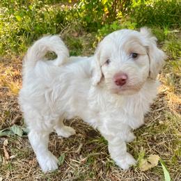 Biscuit - Cream female Aussiedoodle puppy in Oklahoma City, Oklahoma from Heritage Doodle Company