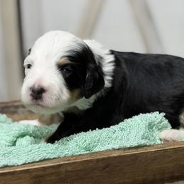 Nyx - Tri-color female Bernedoodle puppy in Henry, Illinois from Rowe Farms Doodles