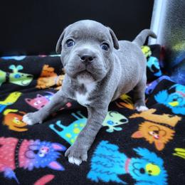 Baguette - Blue female Staffordshire Bull Terrier puppy in Dallas, Texas from Wild Blue Staffords