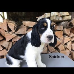 English Springer Spaniel Puppies from Georgia's Springers