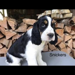 English Springer Spaniel Puppies from Georgia's Springers