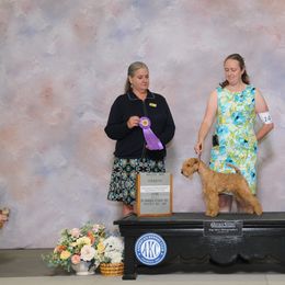American Staffordshire Terrier and Lakeland Terrier All Grown Up from Goldmere Kennel