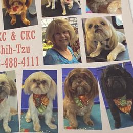 Shih Tzus from 4 Leaf Glover Shihtzu of East texas