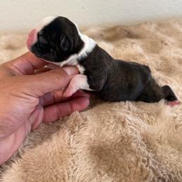 Black brindle boy - Black brindle and white male Boston Terrier puppy in Madera Acres, California from Muggin Bostons Terriers and Mini Dachshund