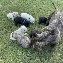 French Bulldog Puppies from Jackie’s French Bulldog’s