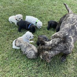 French Bulldog Puppies from Jackie’s French Bulldog’s