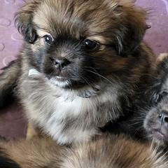 Tibetan Spaniel Puppies from Trillium Tibetan Spaniels