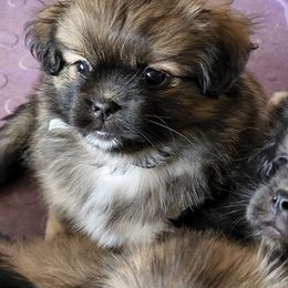Tibetan Spaniel Puppies from Trillium Tibetan Spaniels