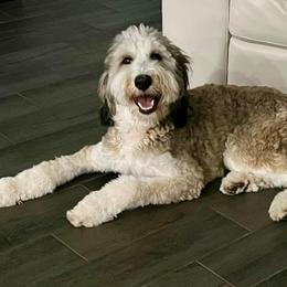 American Eskimo Dog and Bernedoodle Puppies from Shadow Kennels