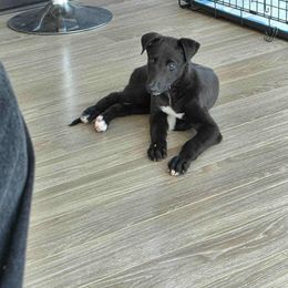 Greyhound Puppies from Trapple's Custom K-9's