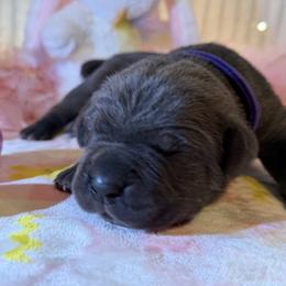 Jetta - Gray female Cane Corso puppy in Briggs, Texas from Capital City Corso’s