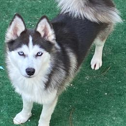 Ace - Pomsky