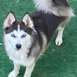 Ace - Pomsky