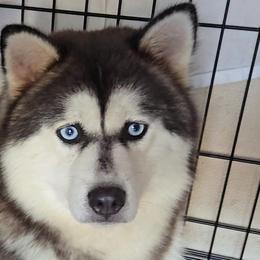 Buffy the Heart slayer - Pomsky