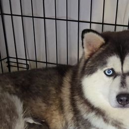 Buffy the Heart slayer - Pomsky