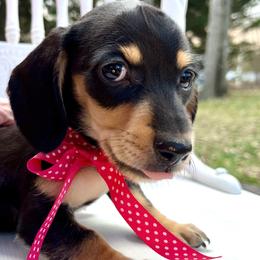 Dachshund puppies from Snarky Doxy Miniature Dachshunds