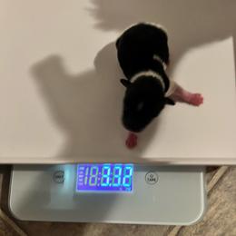 Michael - Black tan and white male Biewer Terrier puppy in Stockbridge, Georgia from Jenn’s Georgia Morkies and Biewer Terriers