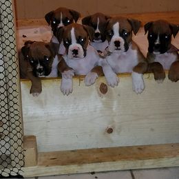 Boxer Puppies from Moody's Boxers