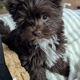 Morkie puppies from Dyer's Beauties