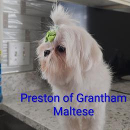 Preston - White male Maltese puppy in Jacksonville, North Carolina from Grantham Maltese