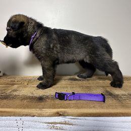German Shepherd Puppies from Carbon Bold K9 Services