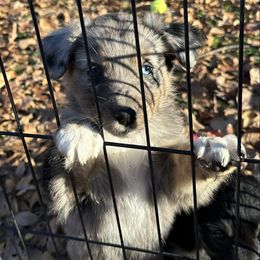 Blue Merle Male - Blue merle male Australian Shepherd puppy in Prairie Grove, Arkansas from IQ Farms