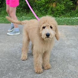Max - Apricot female Goldendoodle puppy in Georgetown, Tennessee from Georgetown Designer & Purebred Puppies