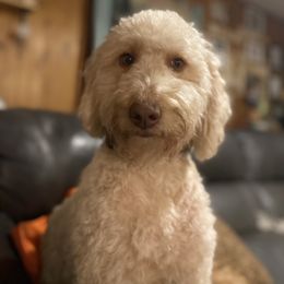 Buttercup - Goldendoodle