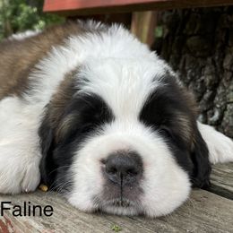 Saint Bernard Puppies from Mount Krumpit Saints